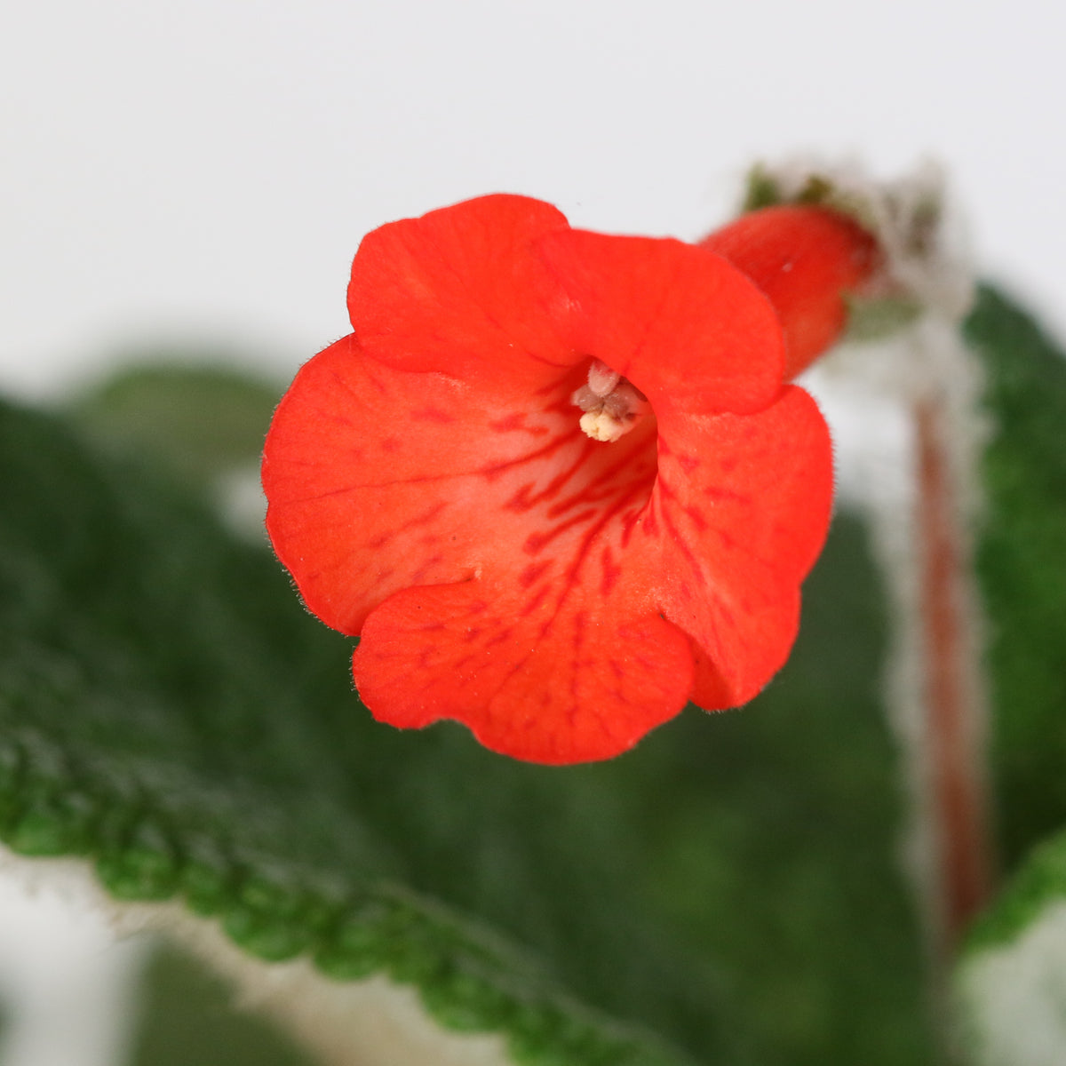 Close Up of Flower Blooming on Emerald Forest Sinningia Bullata (Florianópolis Plant)