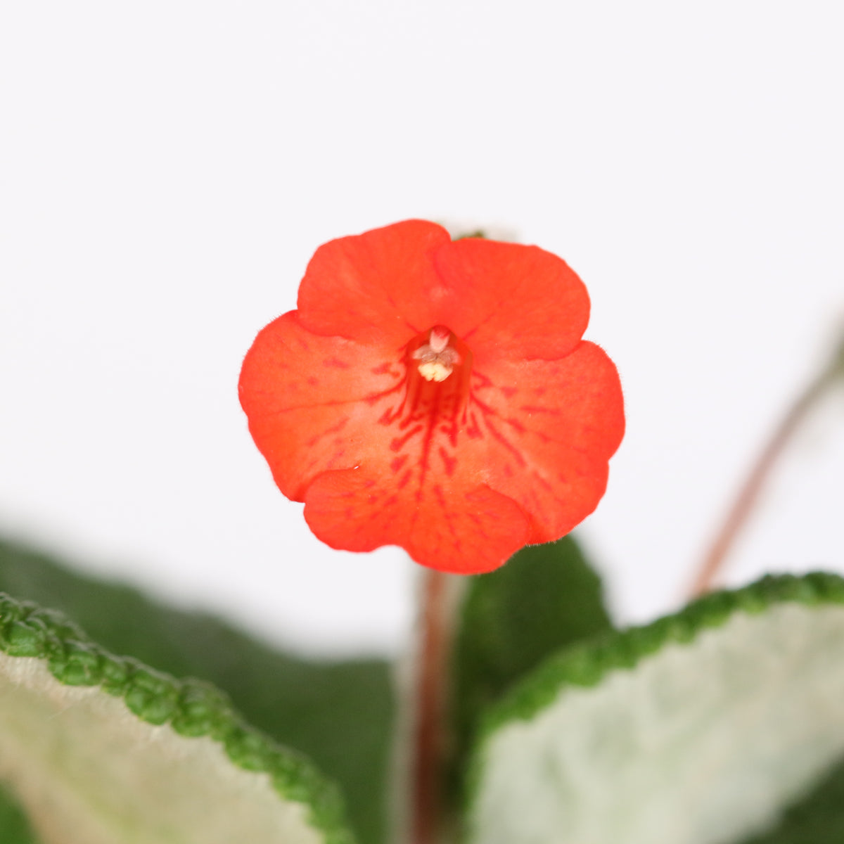 Blooms of Emerald Forest Sinningia Bullata (Florianópolis Plant)