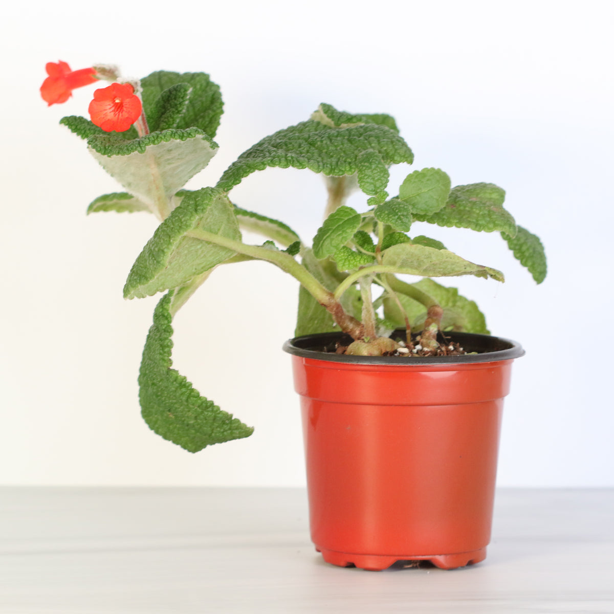 4" Nursery Emerald Forest Sinningia Bullata (Florianópolis Plant) 