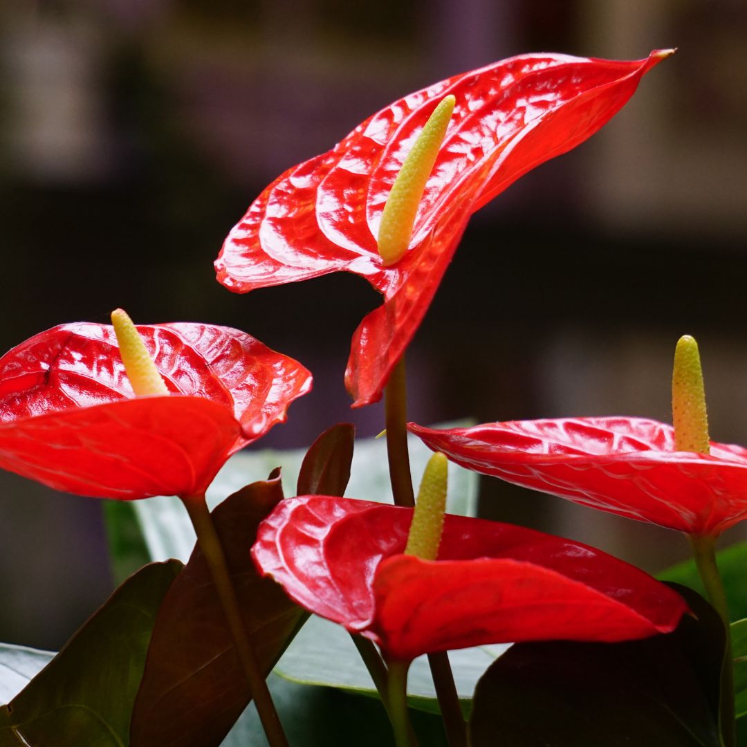Anthurium Veitchii King