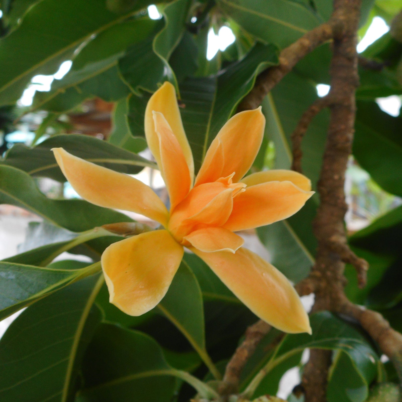 Blooming Magnolia Campaca