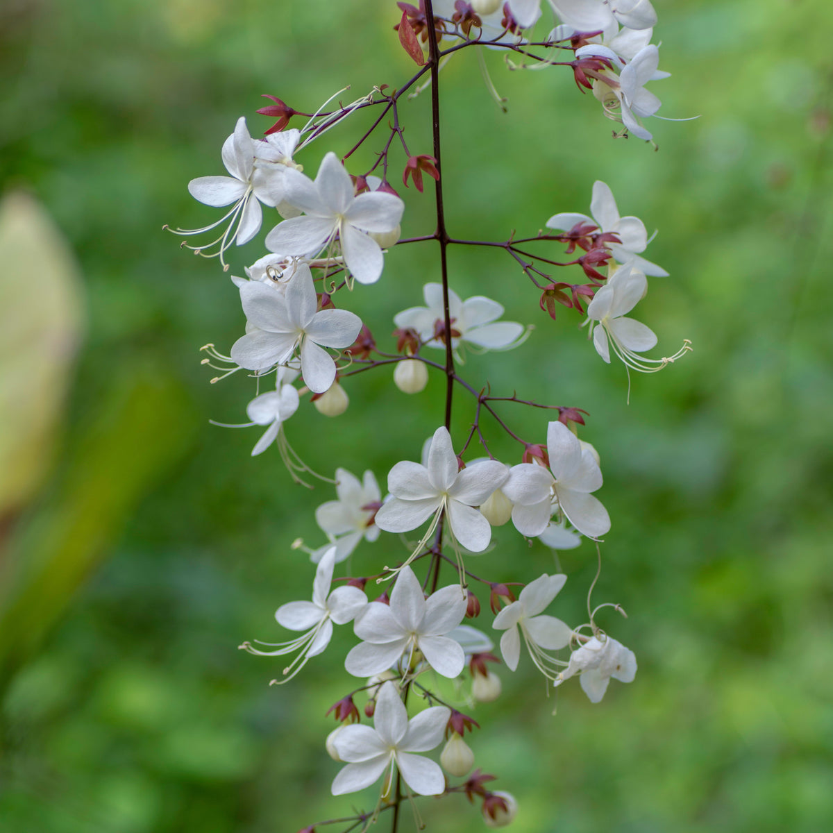 Blooming Clerodendron Smithianum