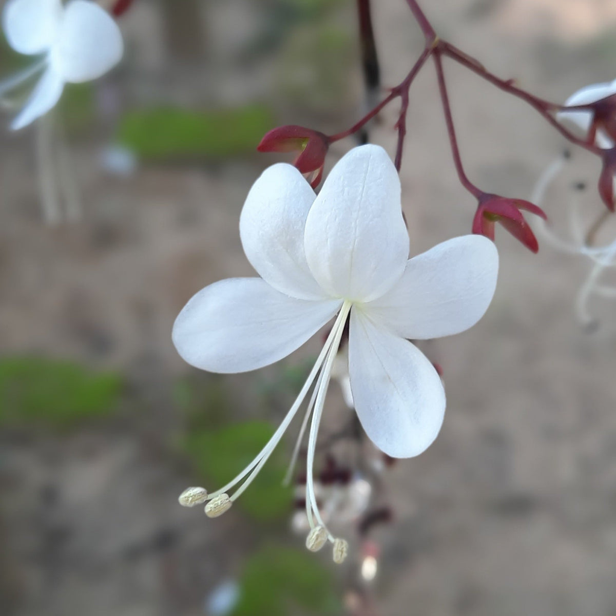 Blooming Clerodendron Smithianum