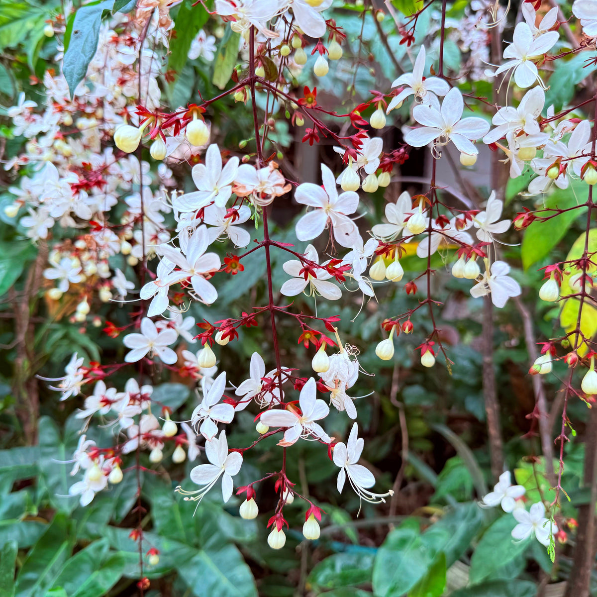 Cascading Blooms of the  Clerodendron Smithianum