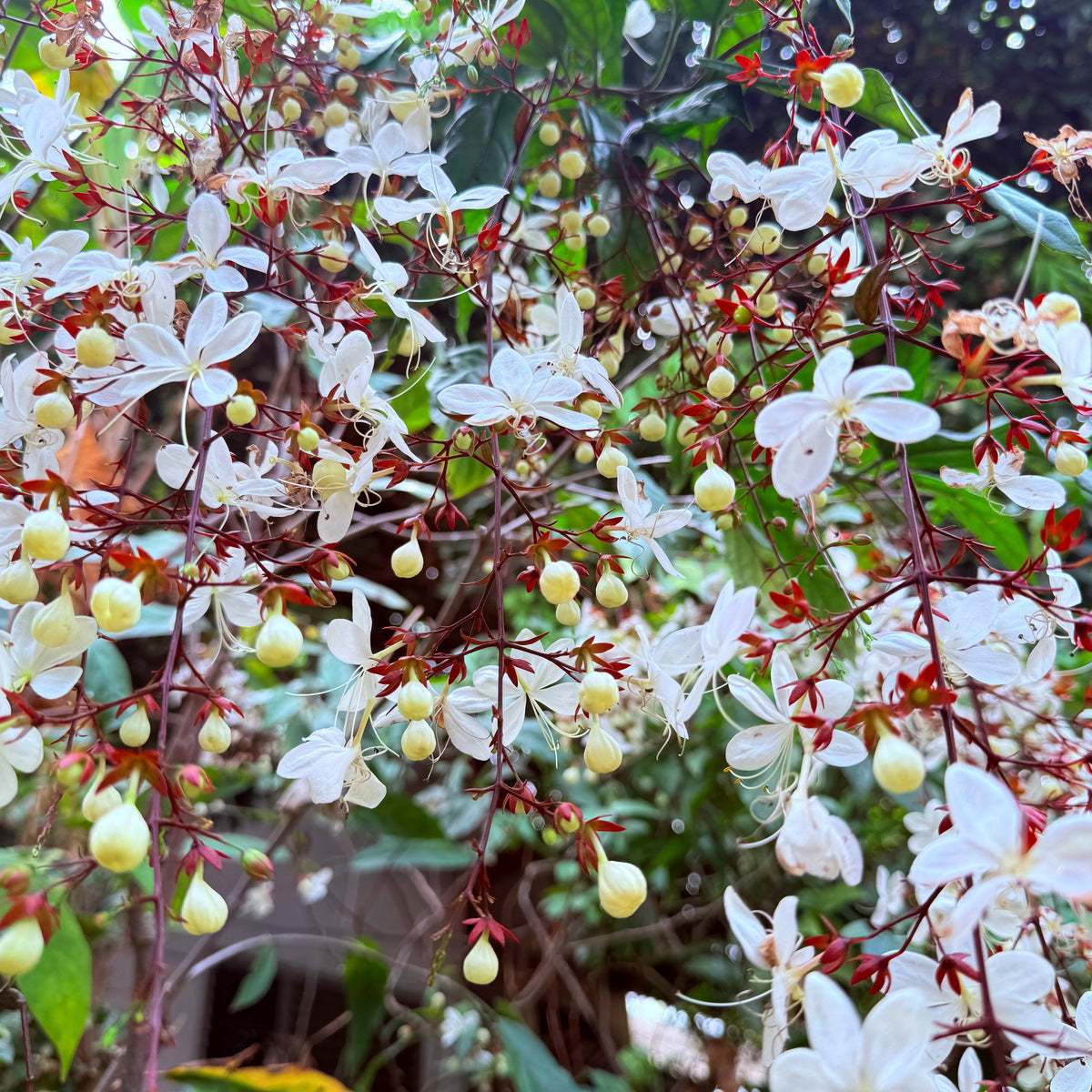 Blooming Clerodendron Smithianum