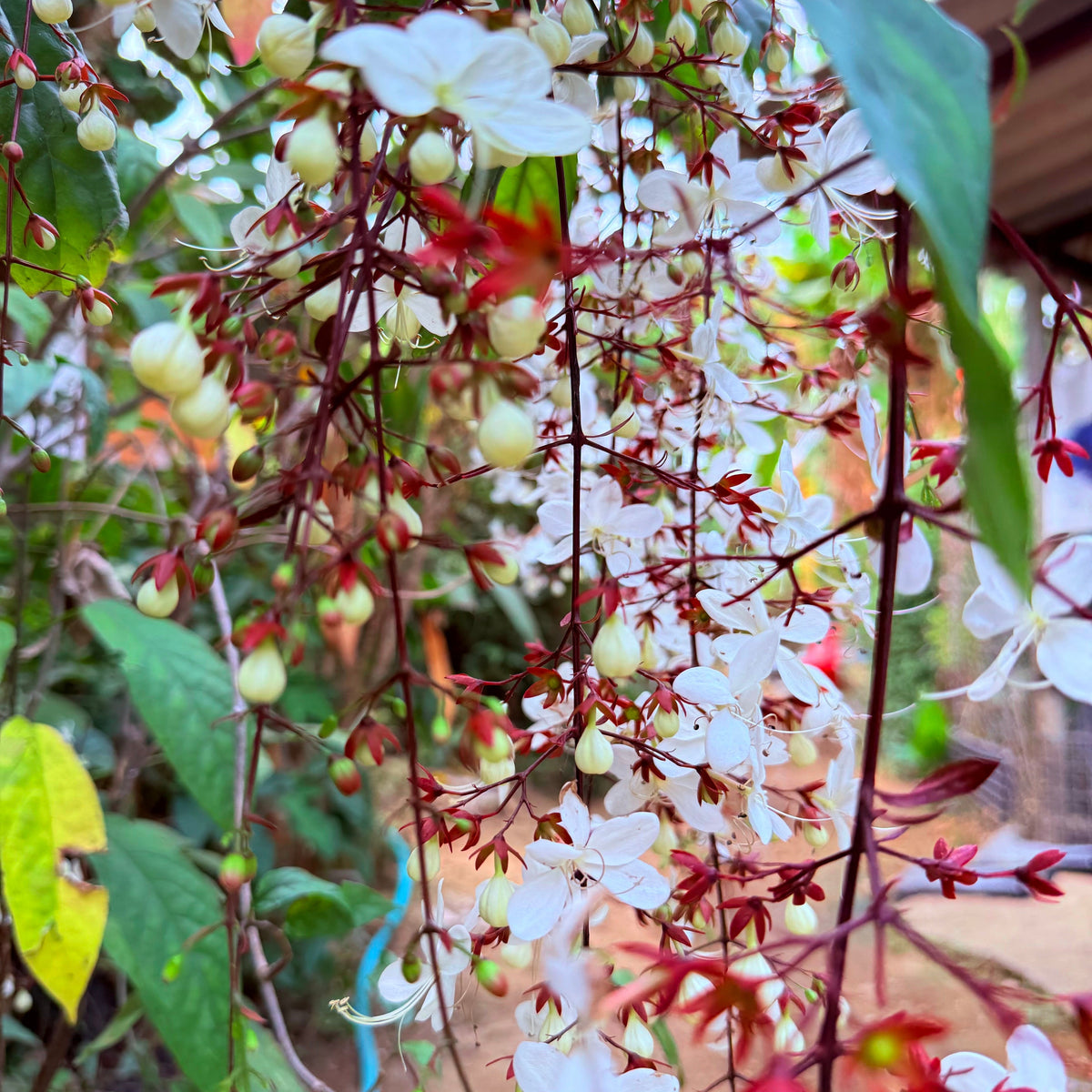 Cascading Blooming Clerodendron Smithianum