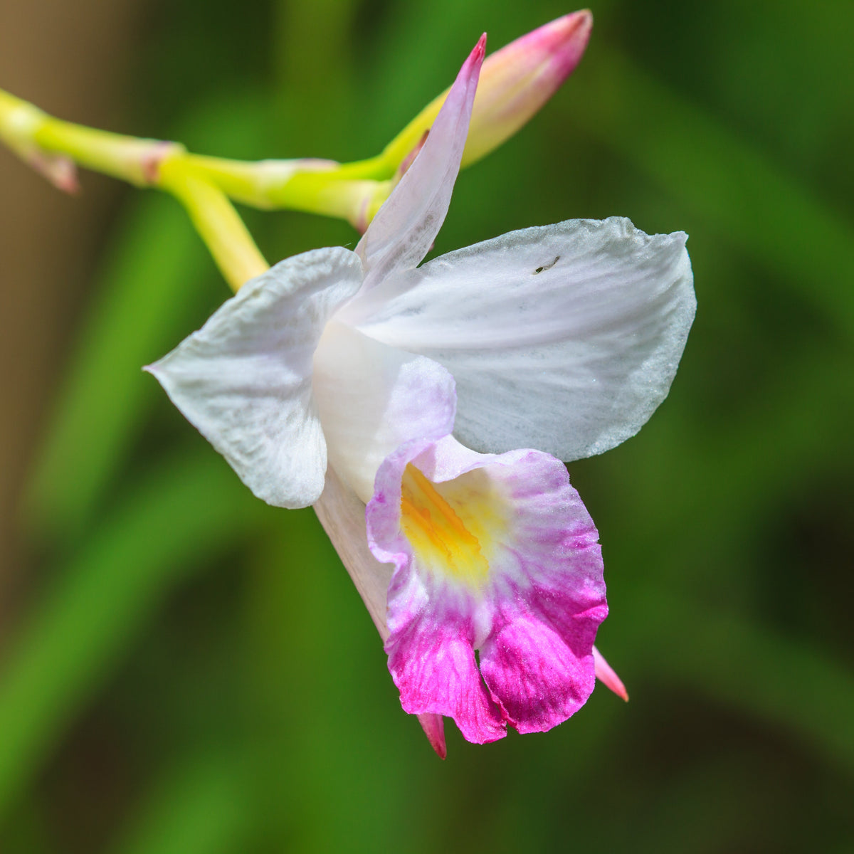 Close up of Arundina Ground Orchid flower