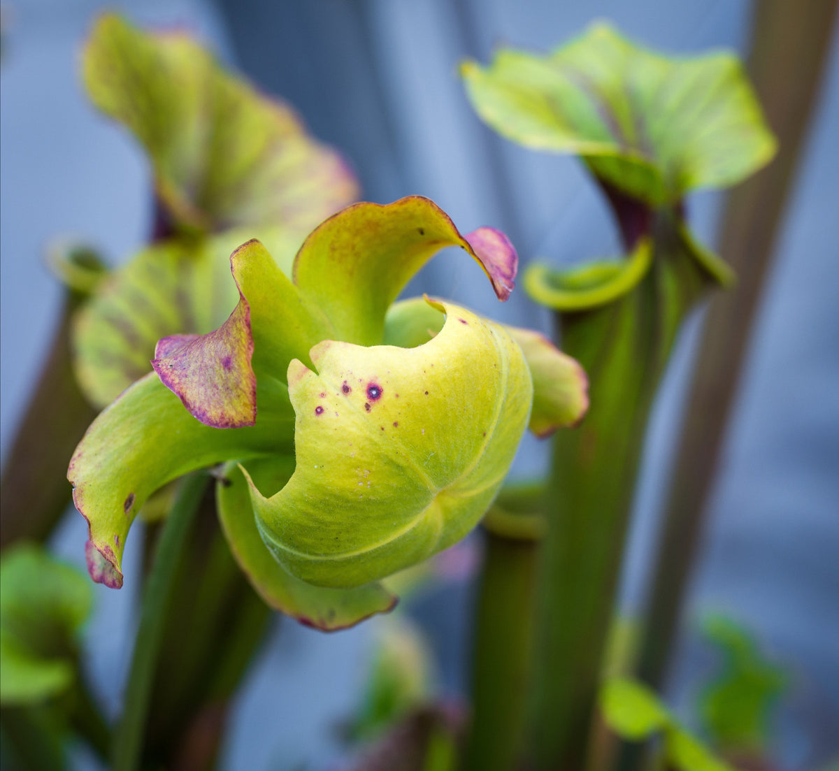 Flower of Sarracenia ‘Judith Hindle’ – Bug Bat Carnivorous Plant