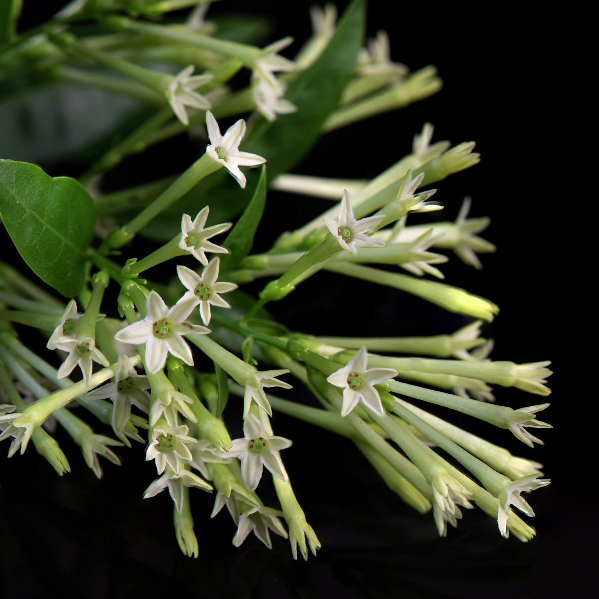 Flowering Night Blooming Jasmine