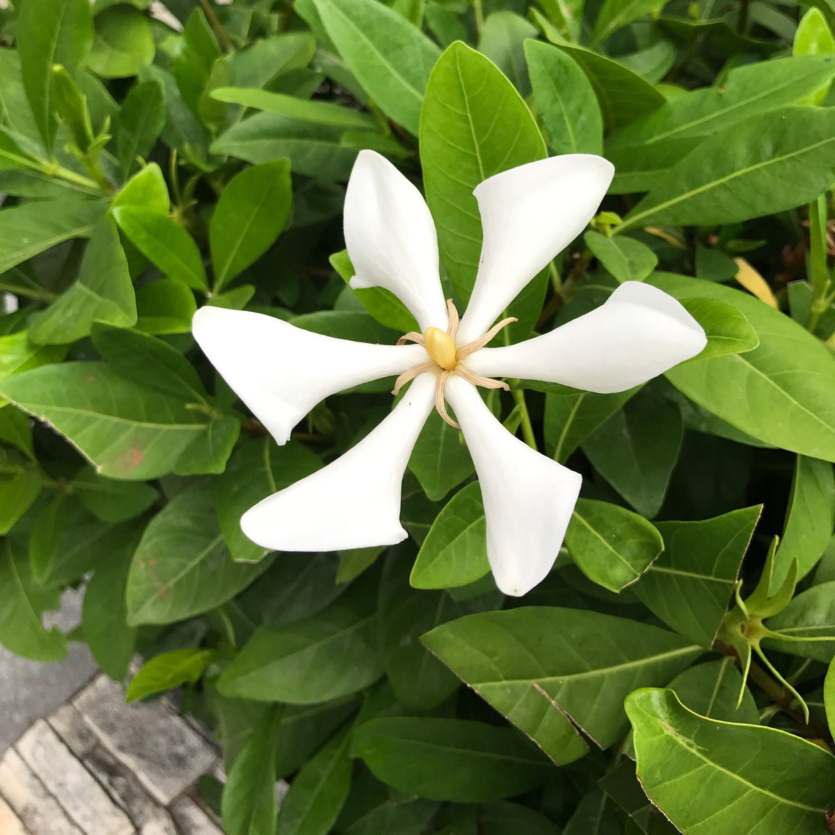 Gardenia Vietnamensis (Vietnamese Gardenia)