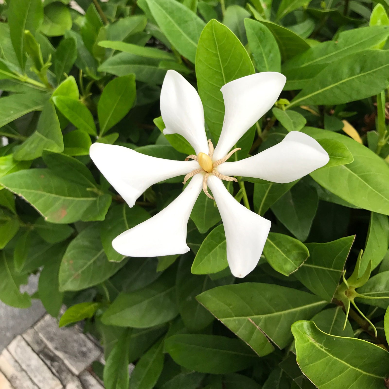 Vietnamese Gardenia in 6" Nursery next to 4" Nursery 