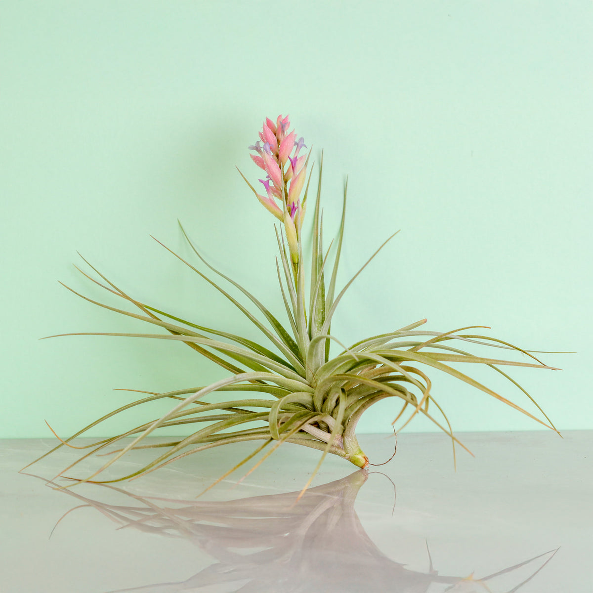 Flower bloom of Tillandsia Stricta