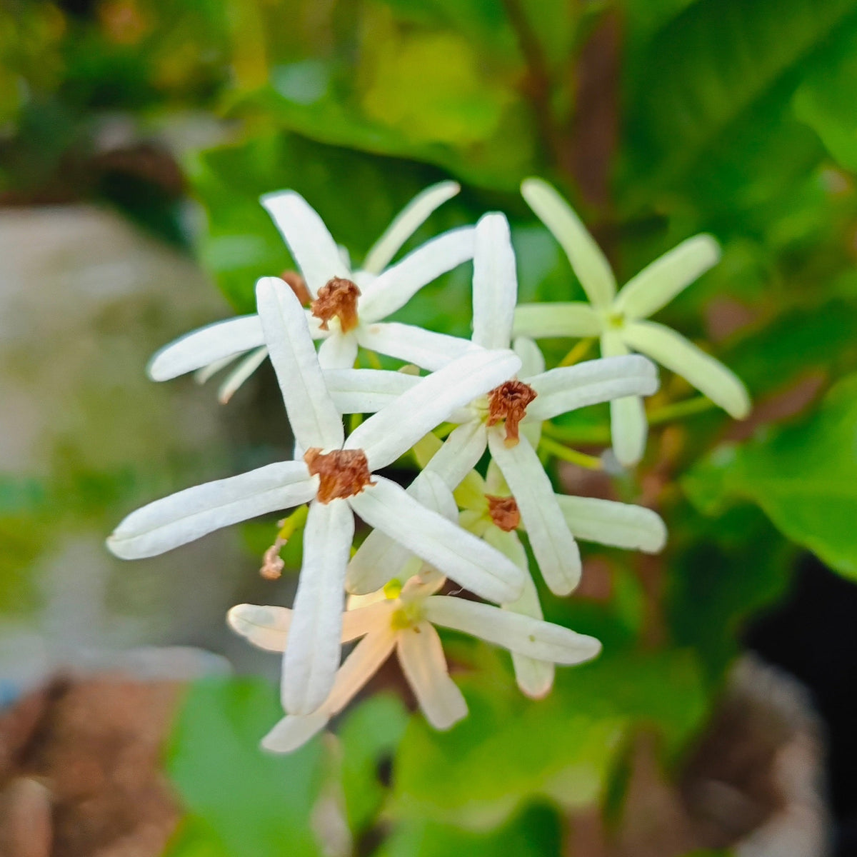White Queen's Wreath flower blooms macro shot