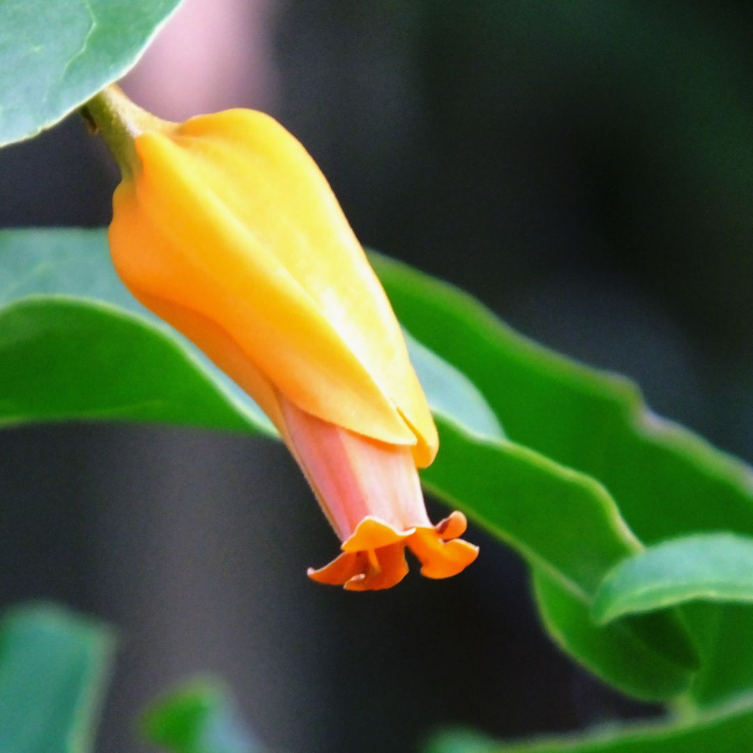 Juanulloa Mexicana ‘Aurantiaca’ Gold Finger Plant