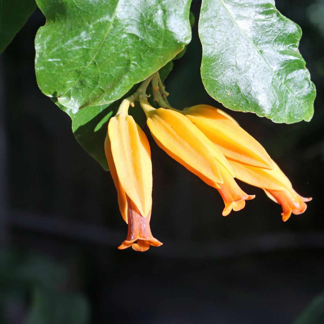 Juanulloa Mexicana ‘Aurantiaca’ Gold Finger Plant