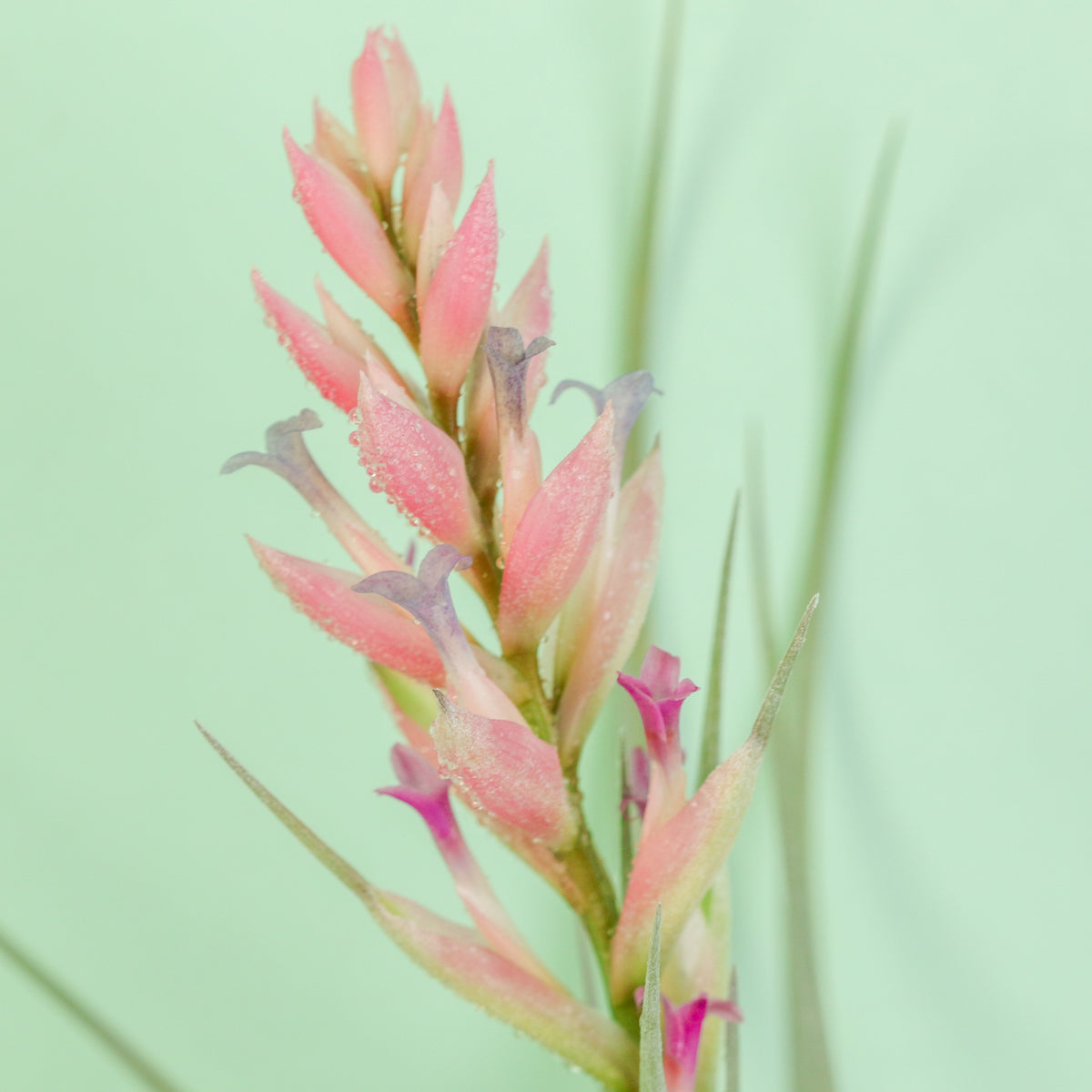 Flower bloom of Tillandsia Stricta