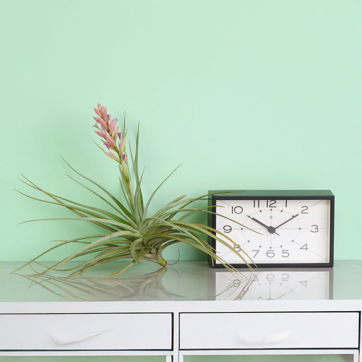 Flower bloom of Tillandsia Stricta next to clock.