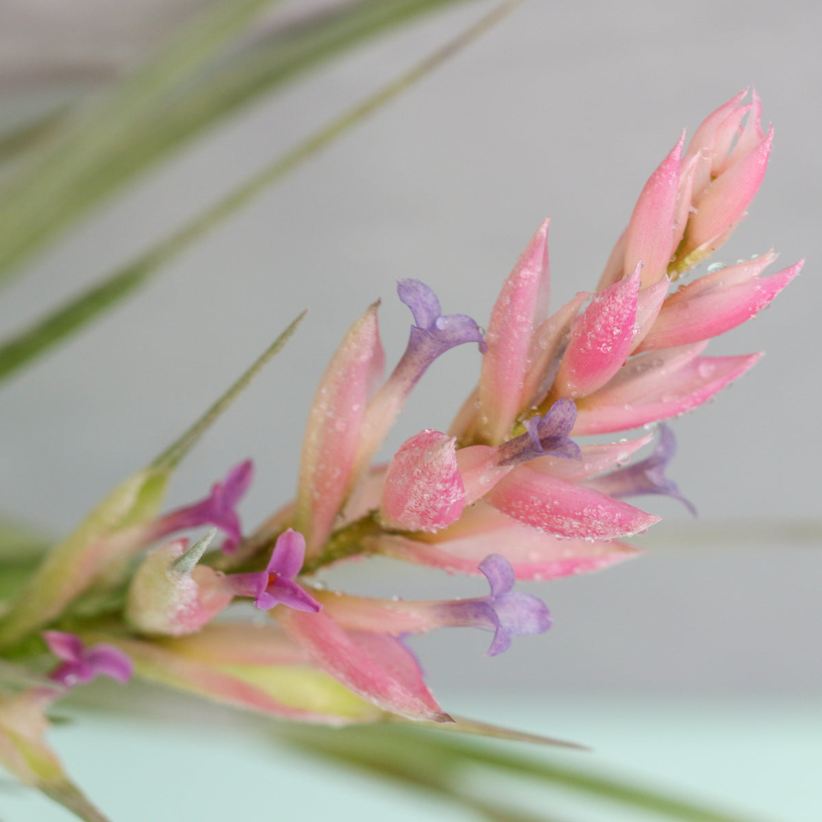 Flower bloom of Tillandsia Stricta
