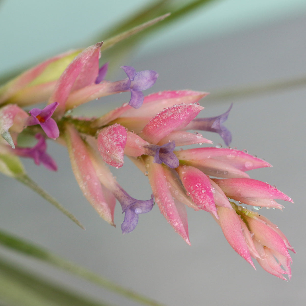 Misted Flower bloom of Tillandsia Stricta