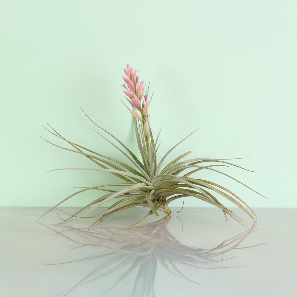 Flower bloom of Tillandsia Stricta