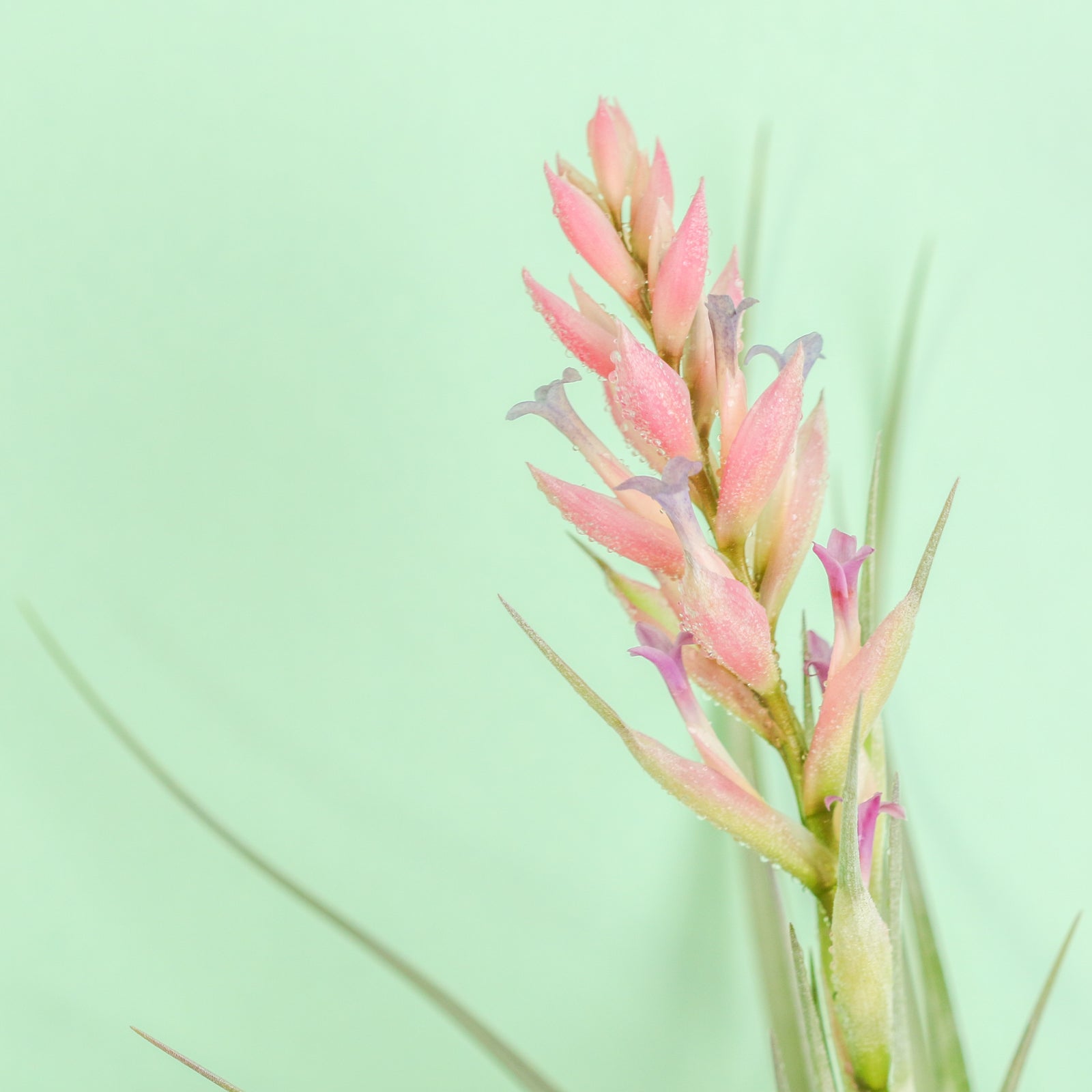Flower bloom of Tillandsia Stricta