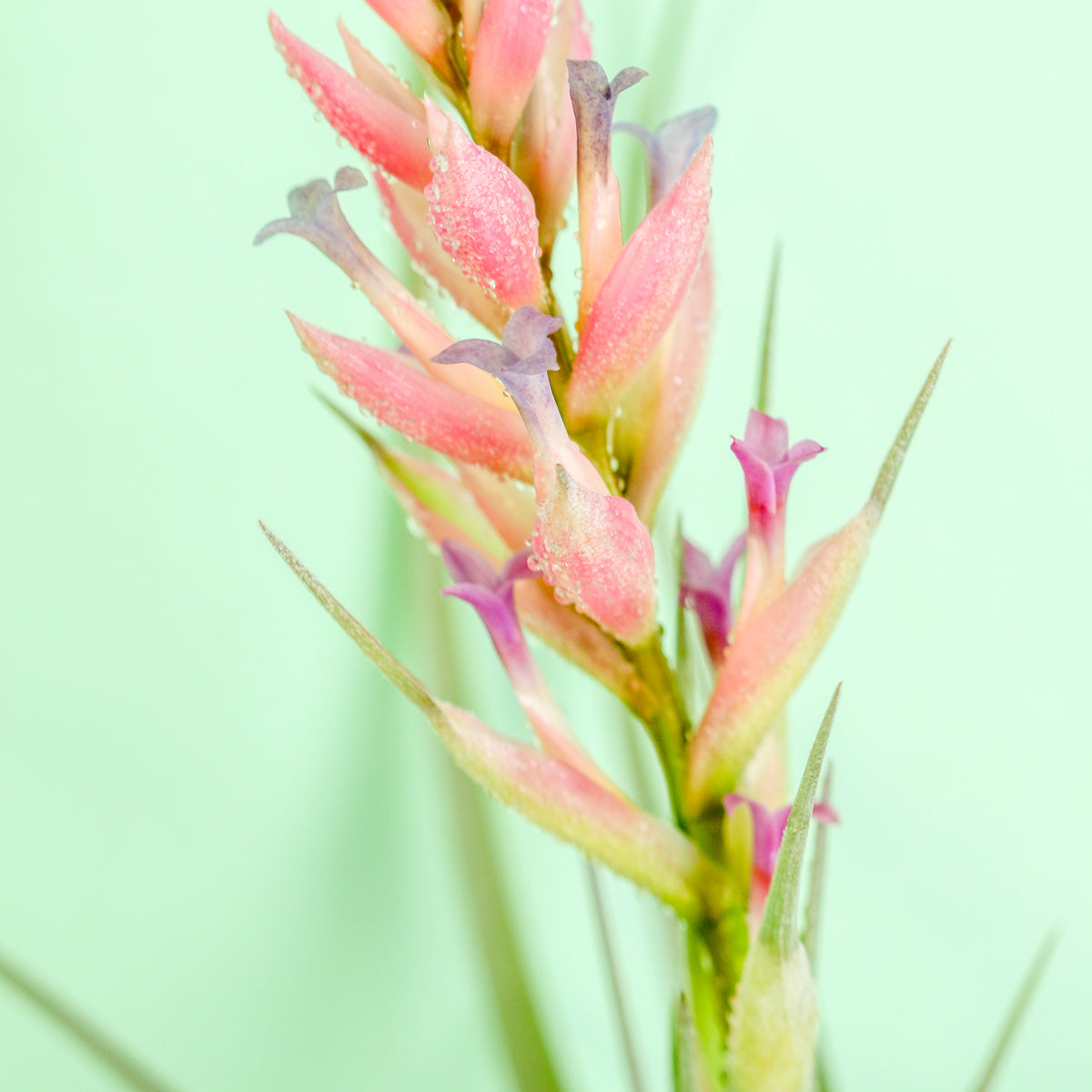 Flower bloom of Tillandsia Stricta