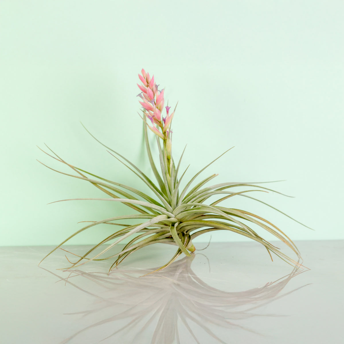 Flower bloom of Tillandsia Stricta