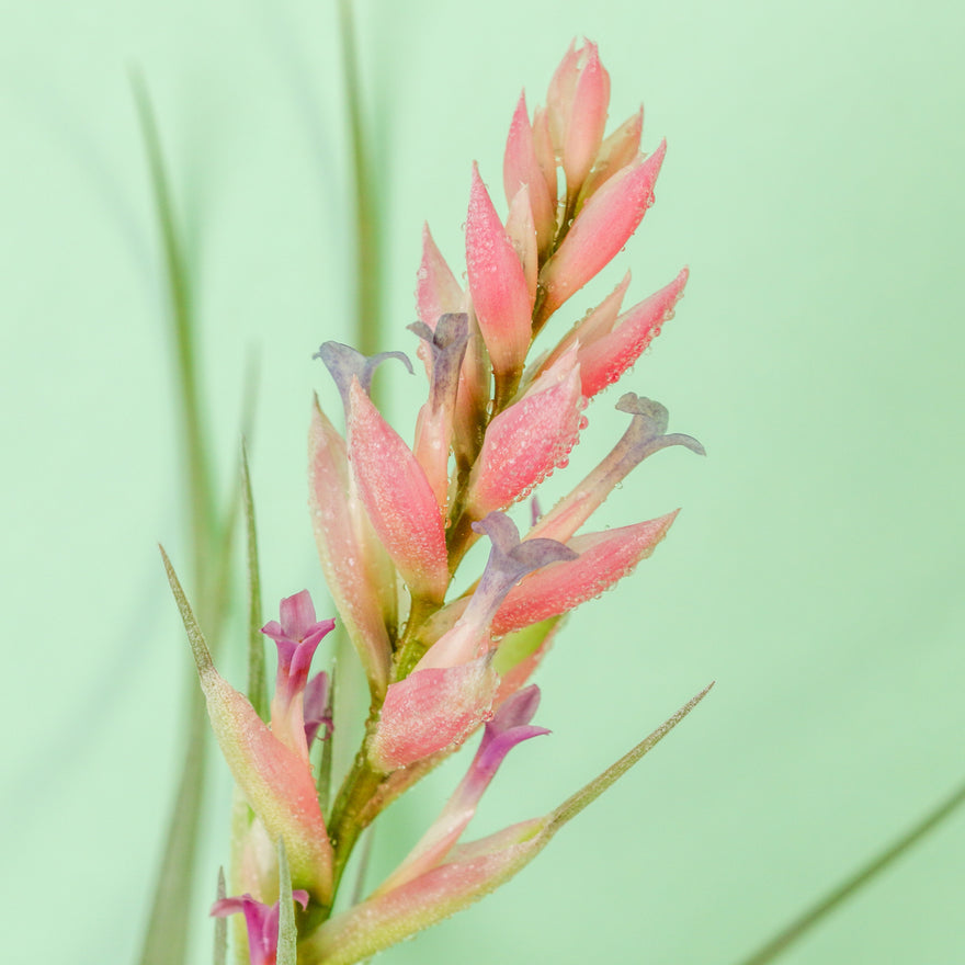 Flower bloom of Tillandsia Stricta