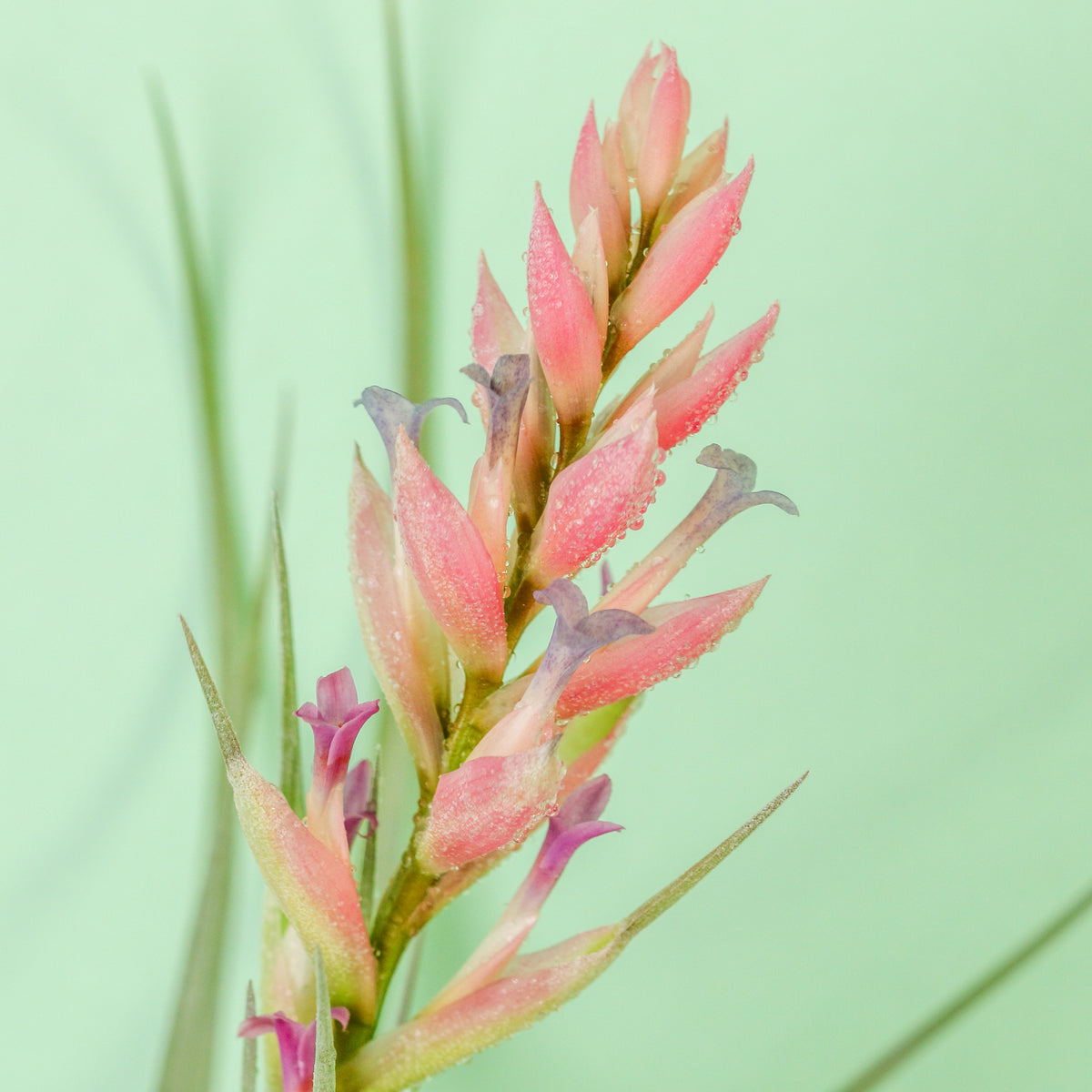 Flower bloom of Tillandsia Stricta