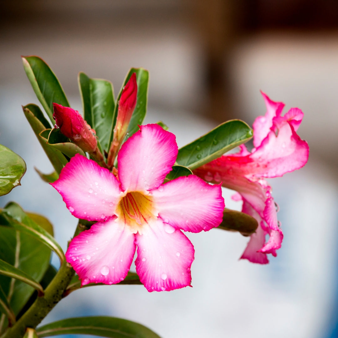 Desert Rose (Adenium obesum)