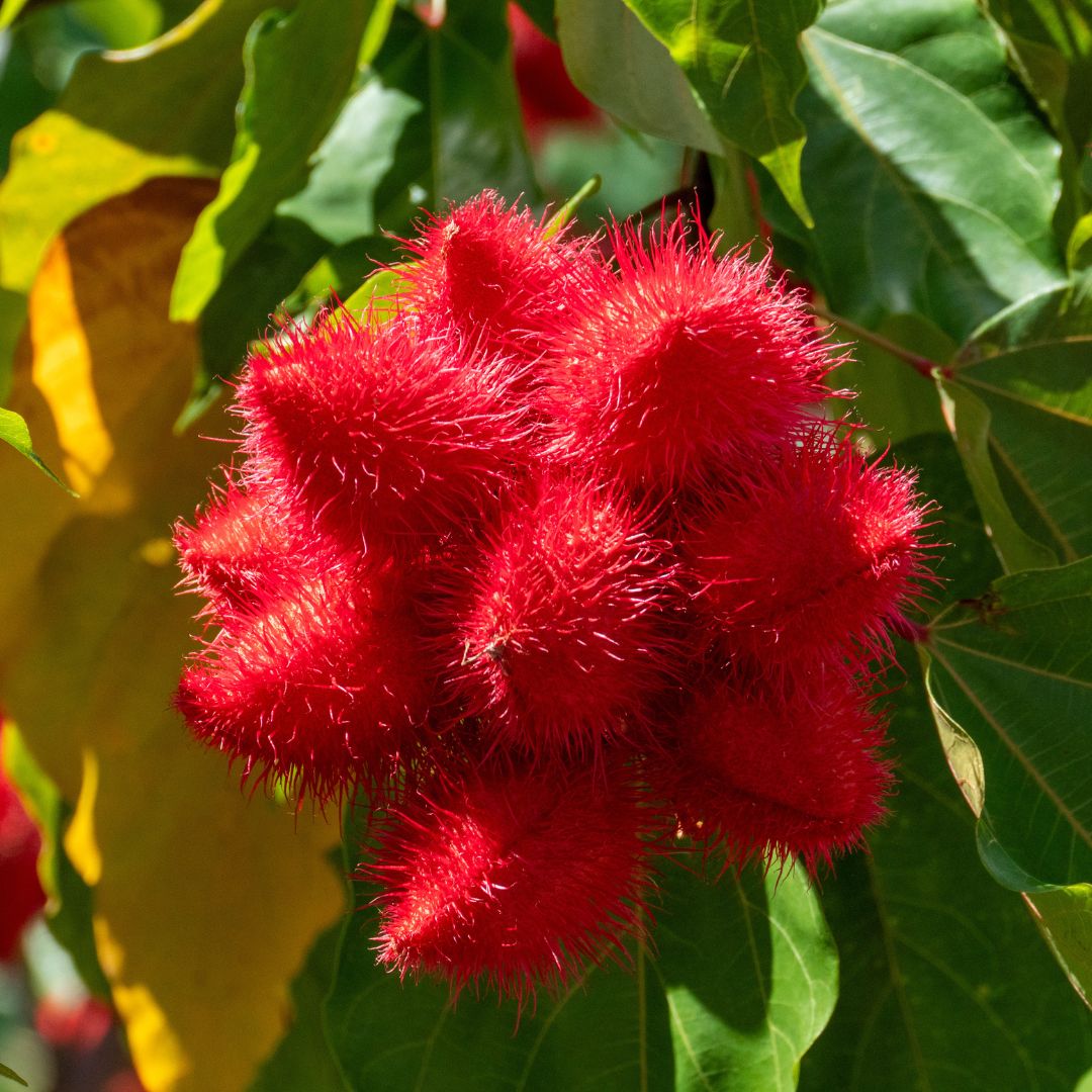 Annatto Lipstick Tree flowering