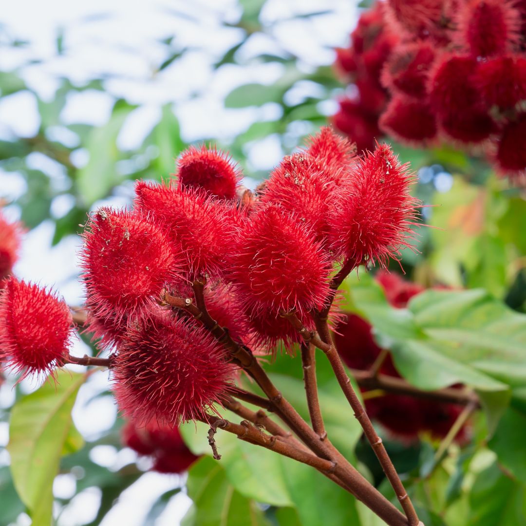 Annatto Lipstick Tree flowering