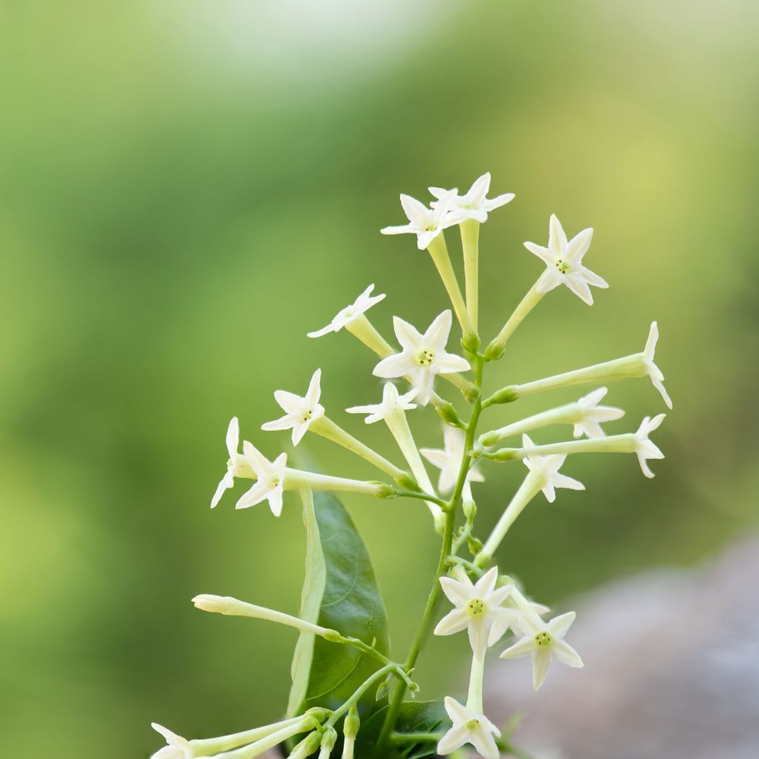 Flowering Night Blooming Jasmine