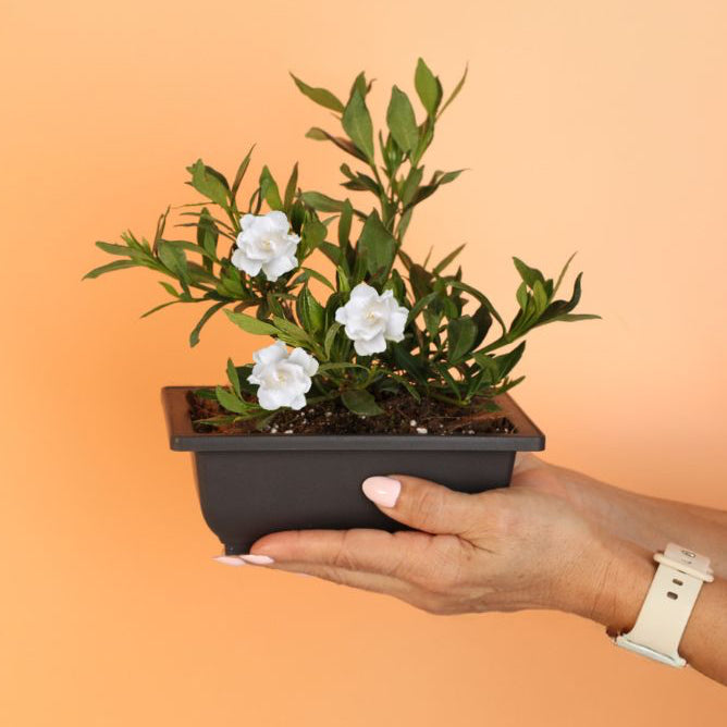 Dwarf Gardenia Radicans