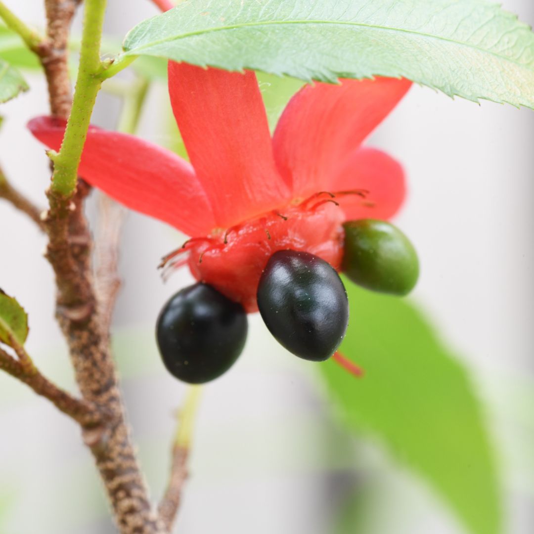 Flowering Mickey Mouse Plant Ochna Thomasiana