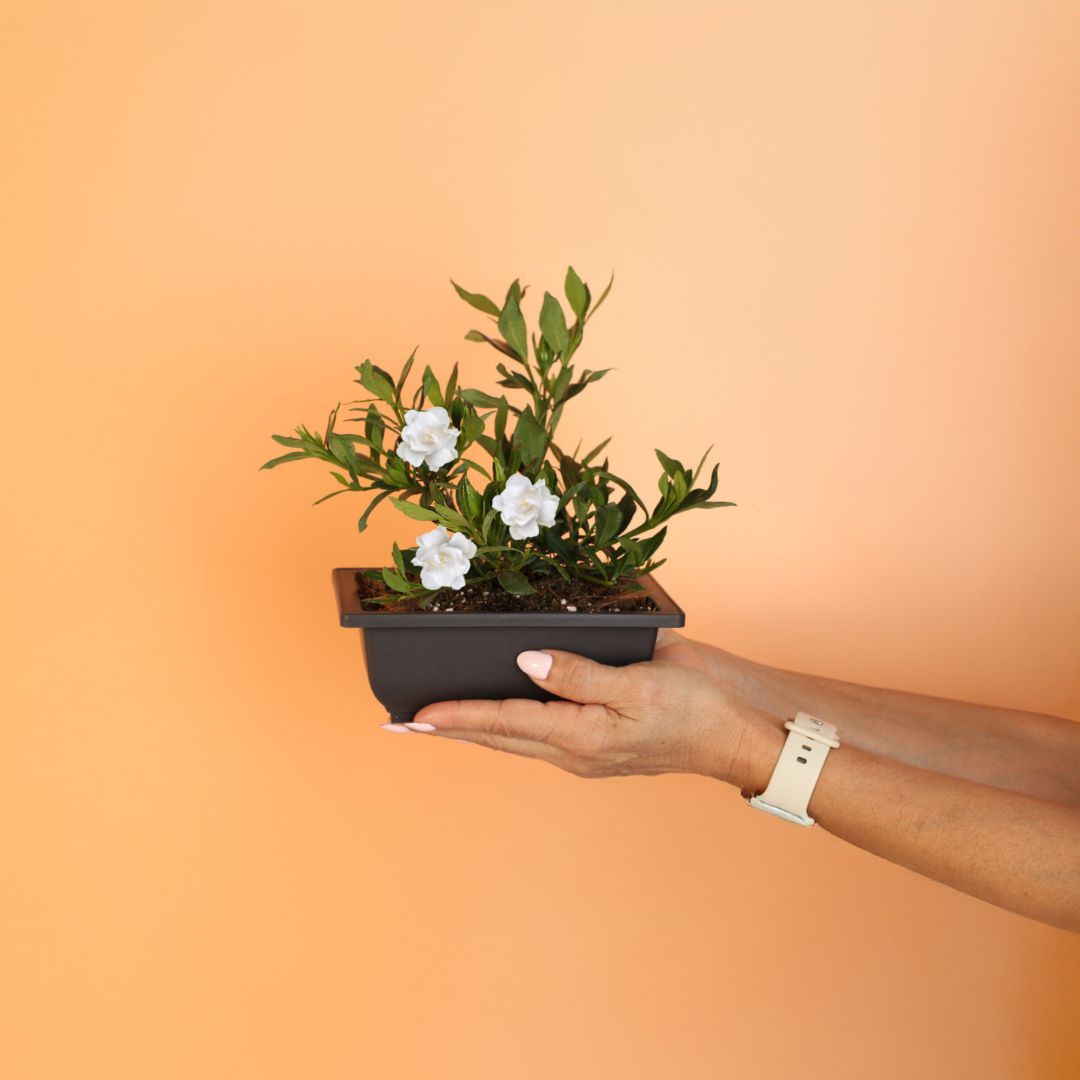 Dwarf Gardenia Radicans
