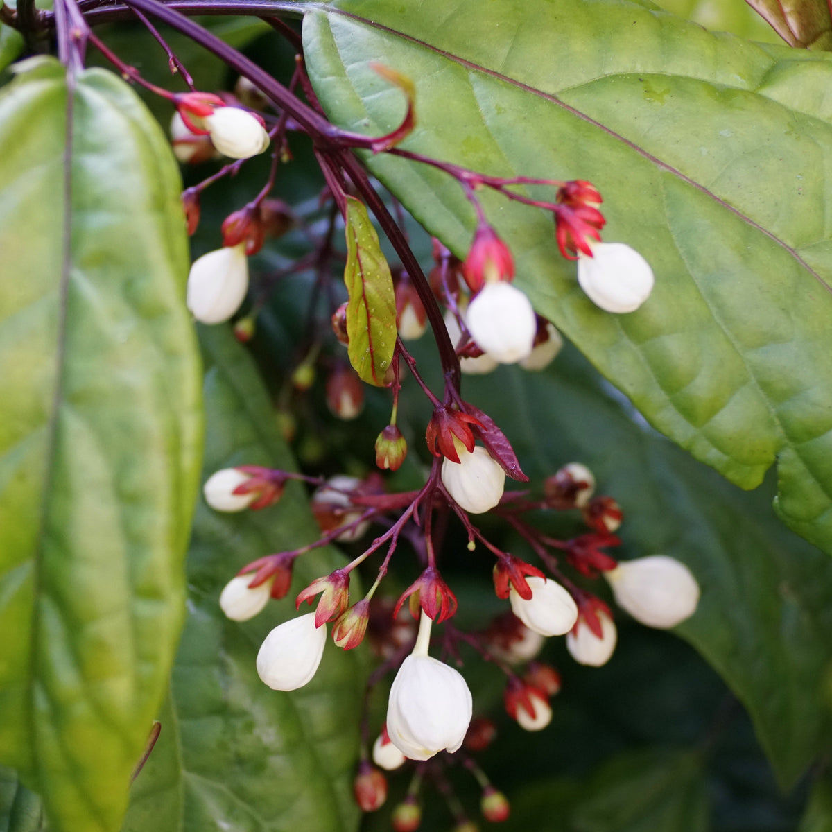 Emerging Buds of Clerodendrum Smithianum