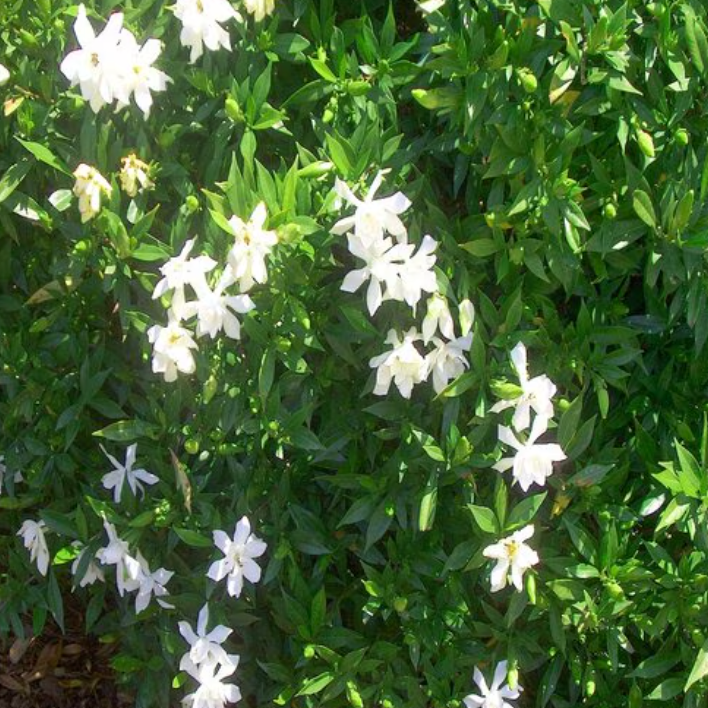 Gardenia 'Frost Proof' Cape Jasmine