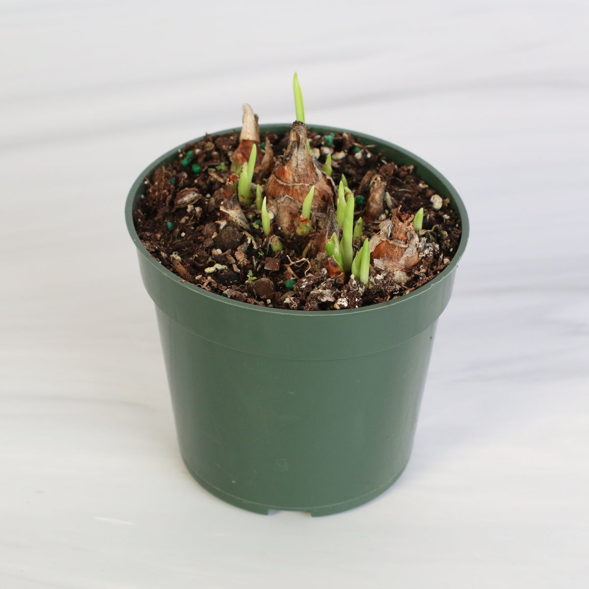 Polianthes Tuberosa ‘Single Flower’ Fragrant Tuberose