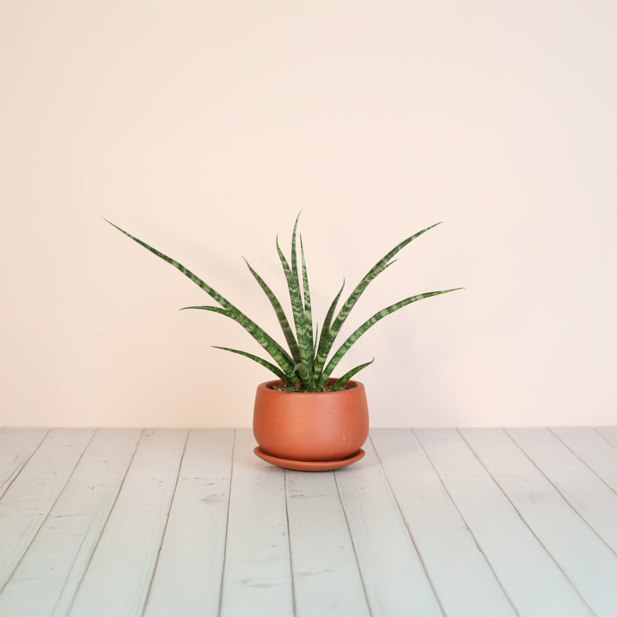 Sansevieria Fernwood