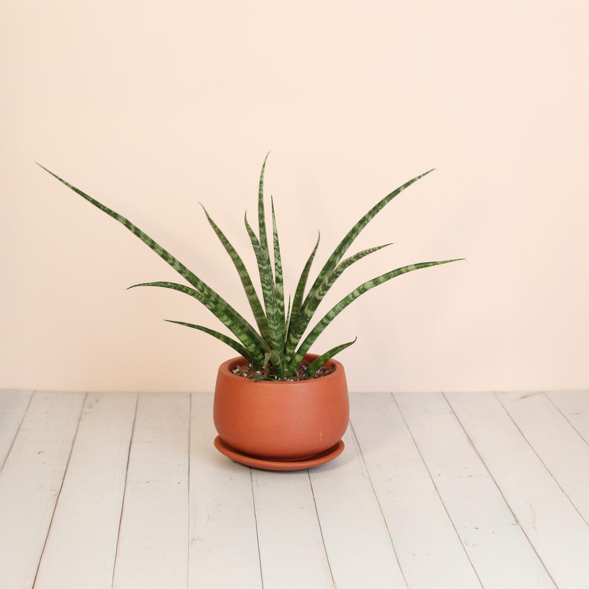 Sansevieria Fernwood
