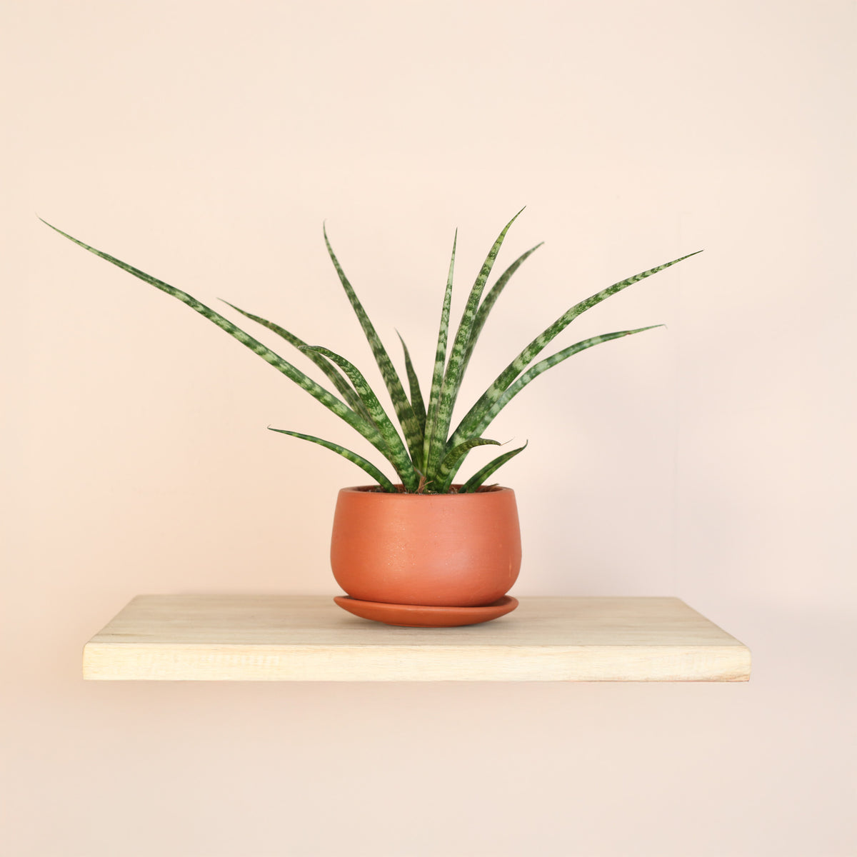 Sansevieria Fernwood