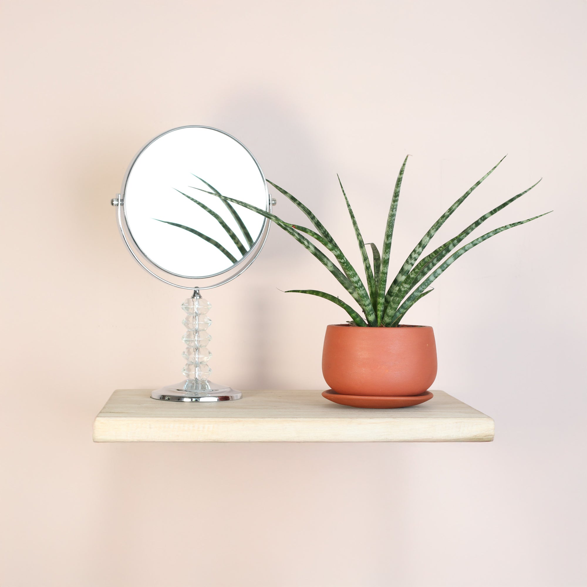 sansevieria fernwood light Sansevieria Fernwood