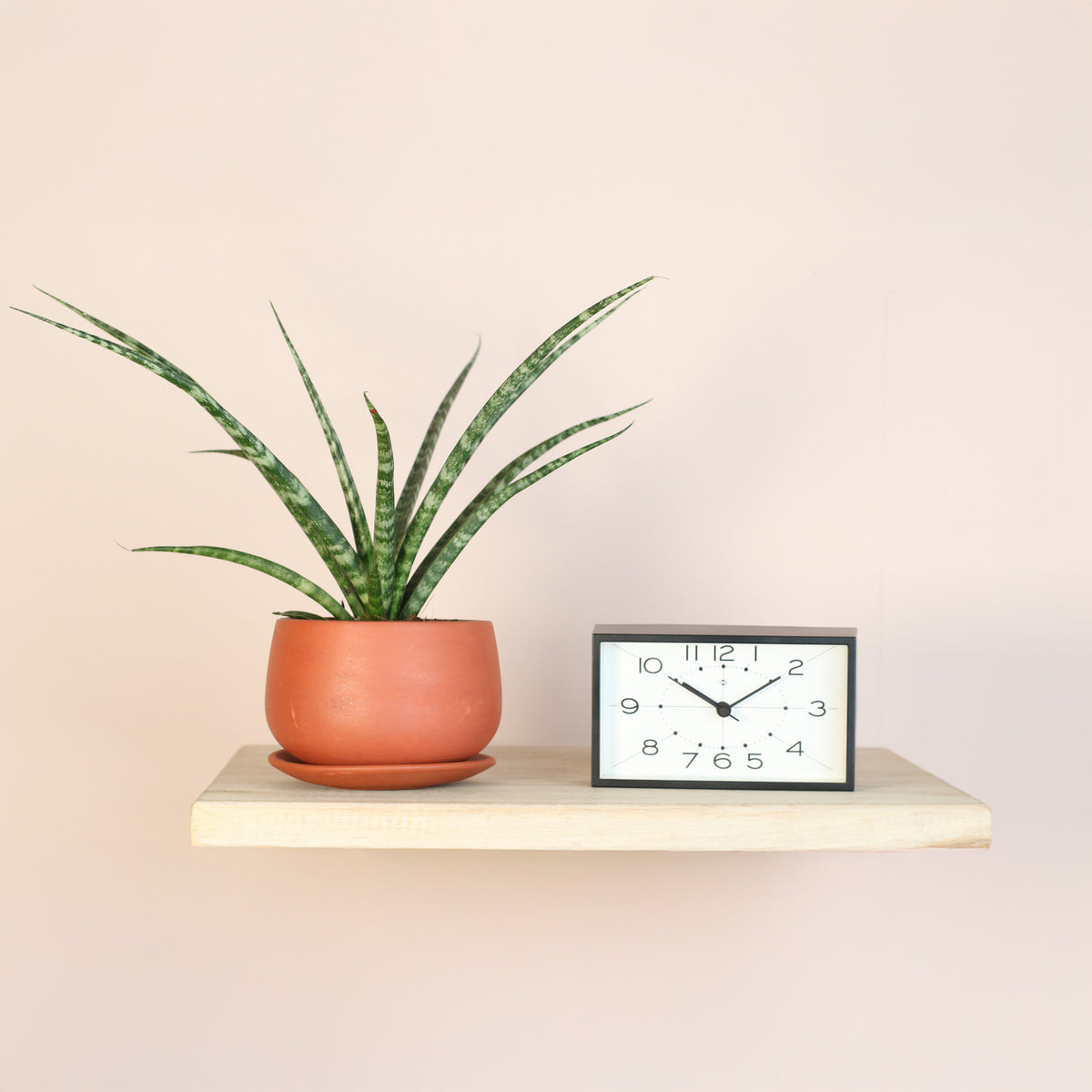 Fernwood Snake Plant next to clock. 