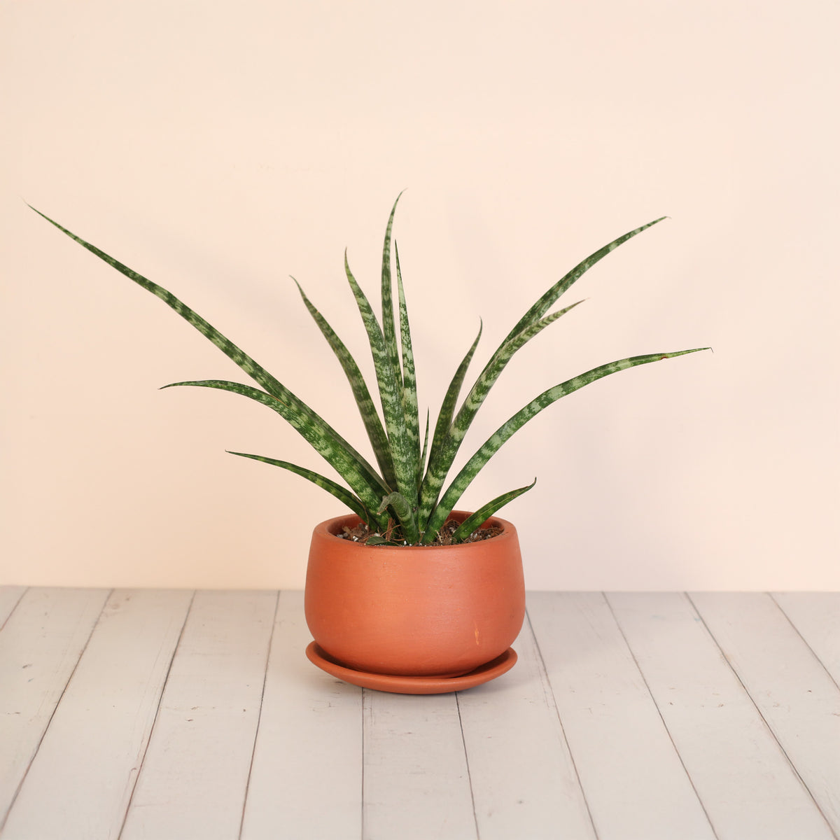 Sansevieria Fernwood