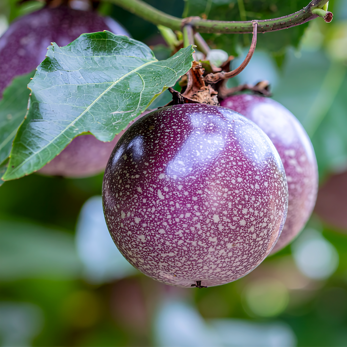 Fruit of the Purple Possom Passion Fruit 