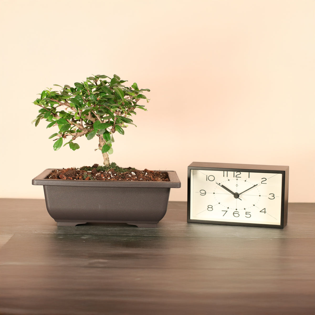 Fukien Tea Tree Bonsai