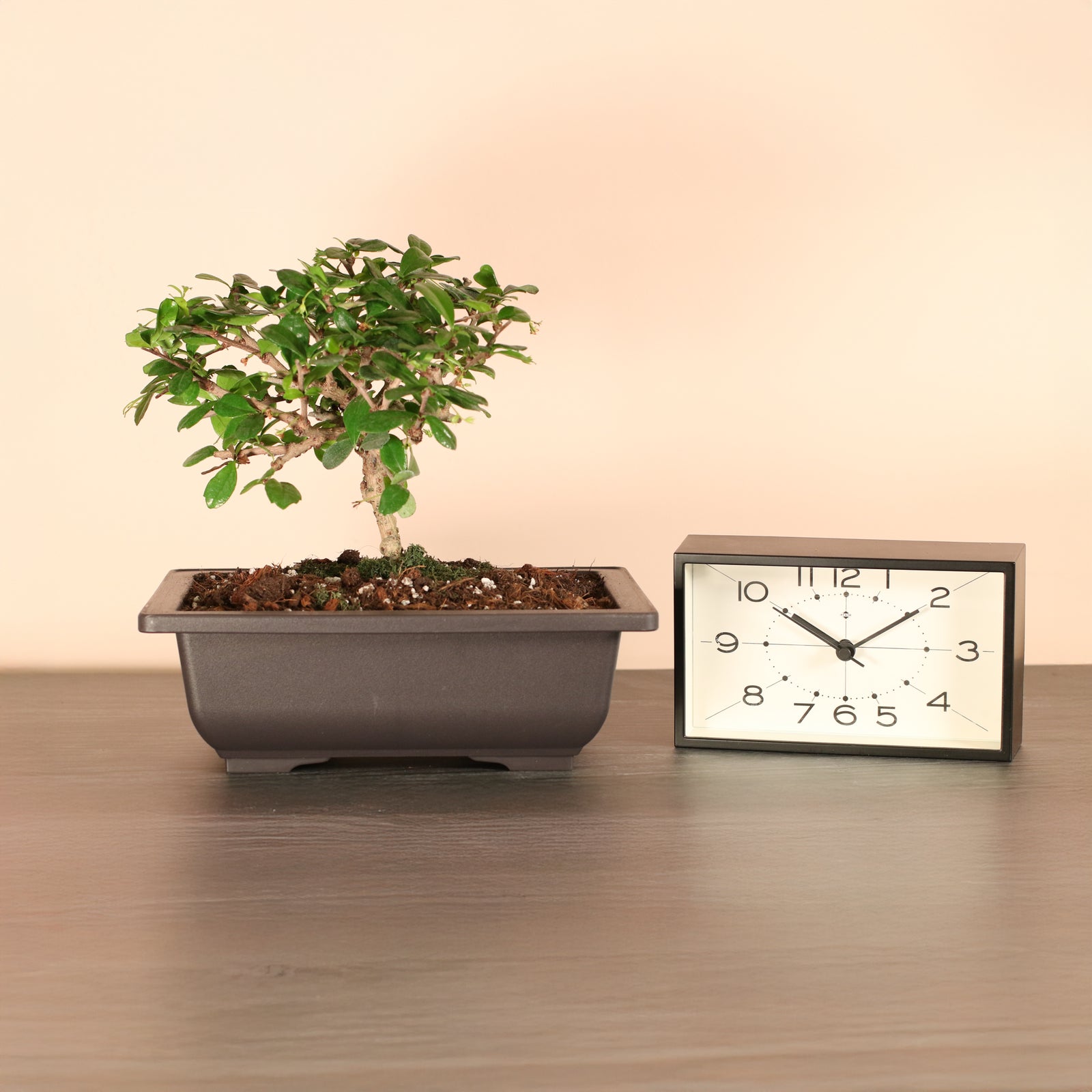 Fukien Tea Tree Bonsai