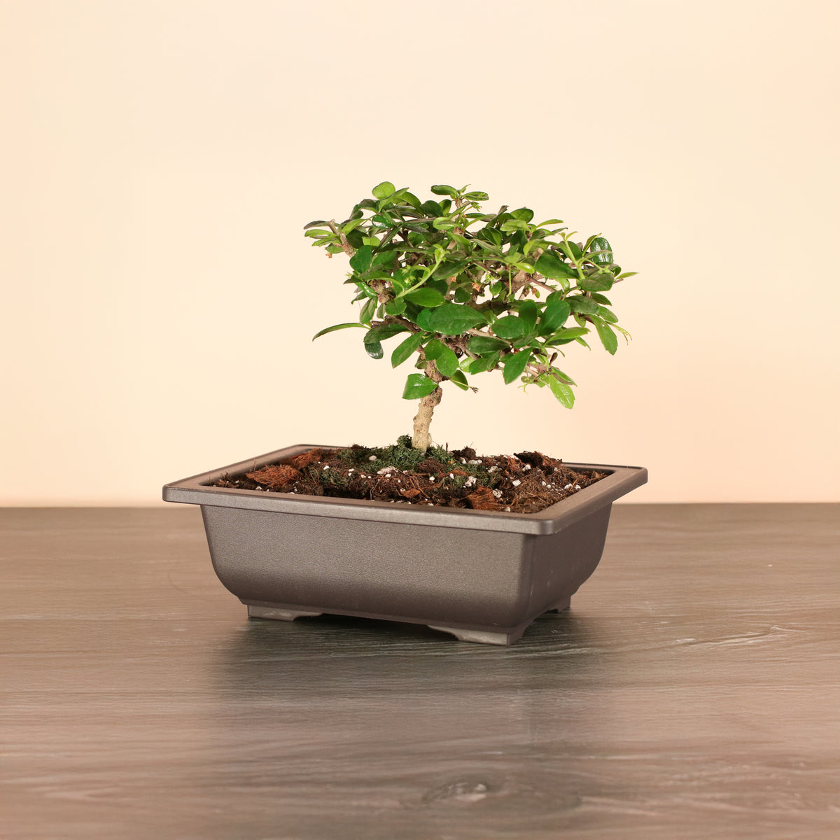 Fukien Tea Tree Bonsai