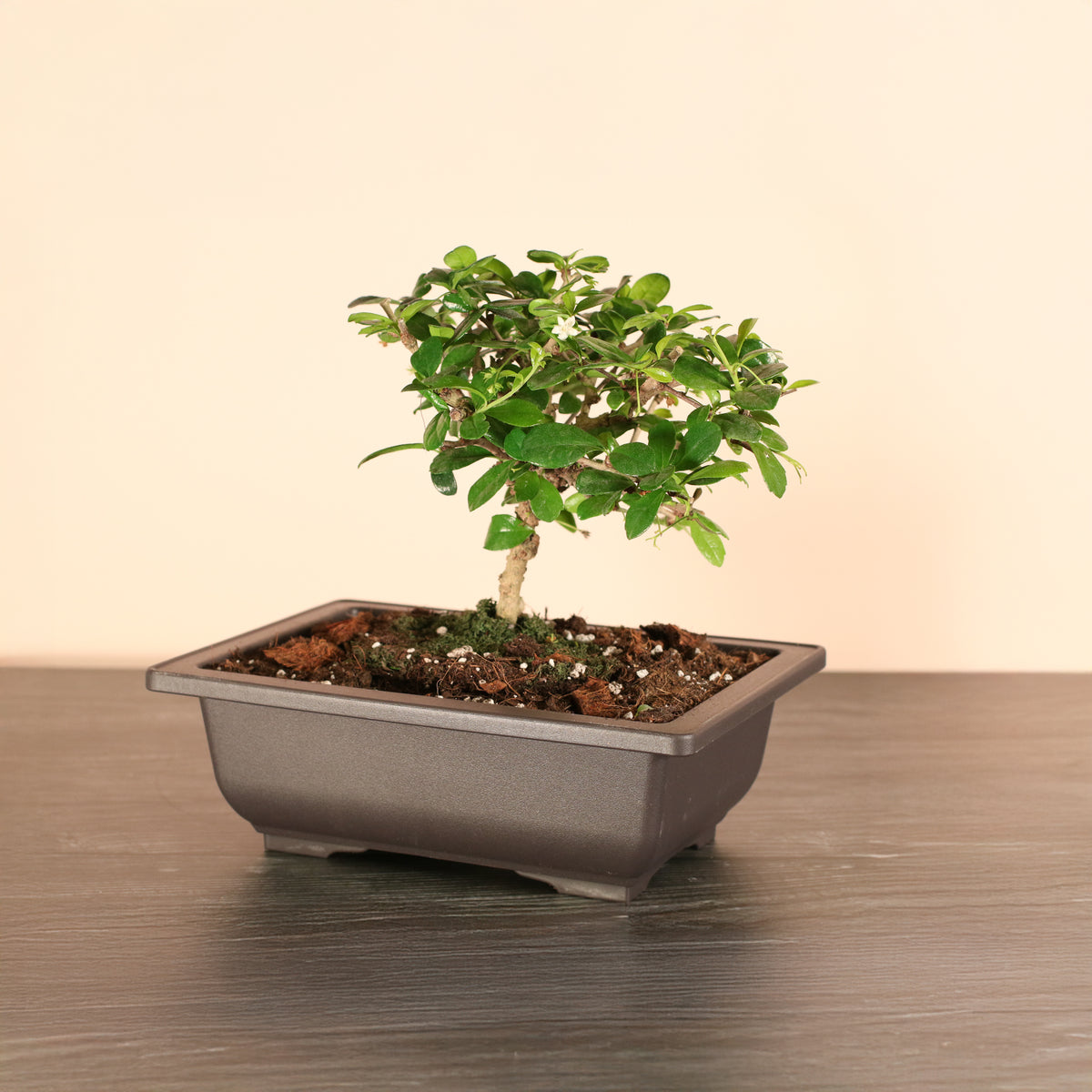 Fukien Tea Tree Bonsai